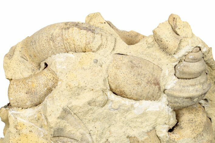 Ordovician Marine Fossil Association - Wisconsin #248559